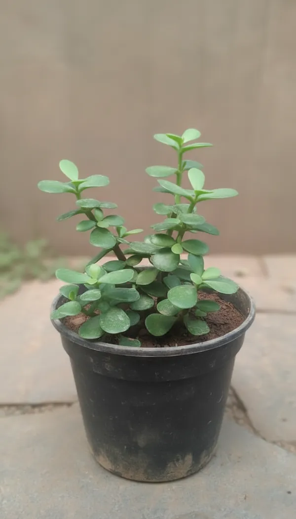 Jade_Plant_(Crassula_Ovata)_-_Indoor_Succulent_With_Pot