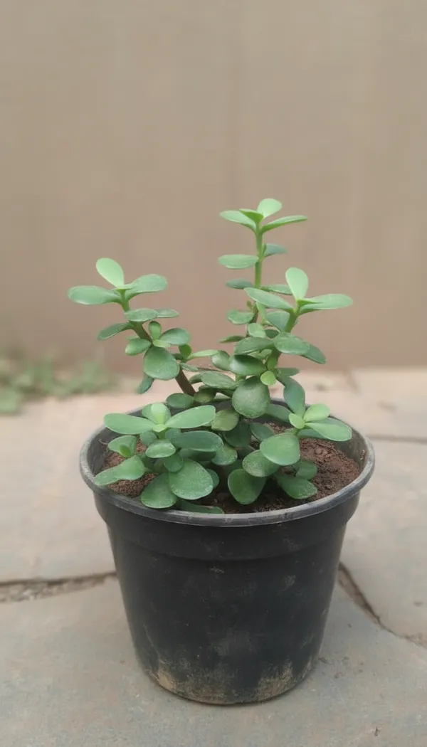 Jade_Plant_(Crassula_Ovata)_-_Indoor_Succulent_With_Pot