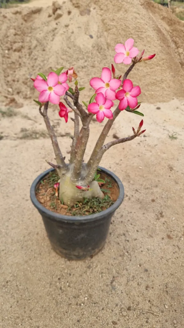 Adenium_(_Desert_Rose_)