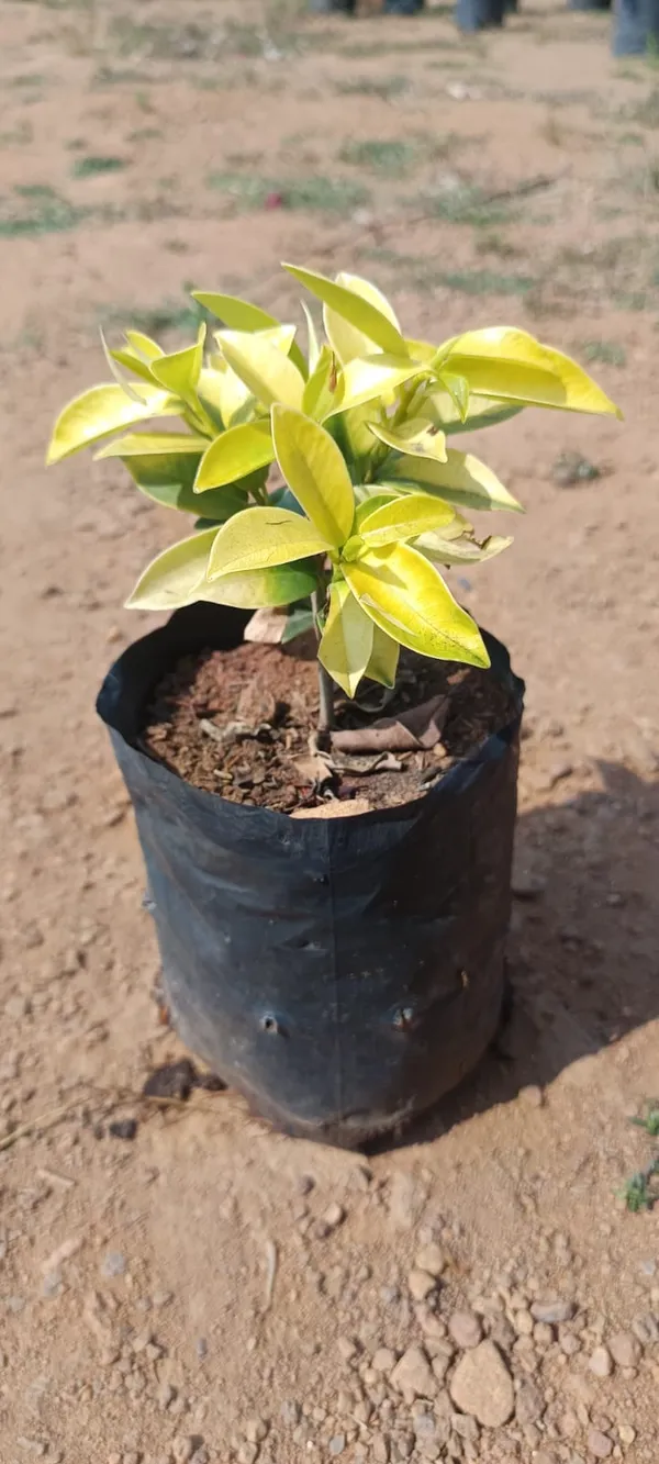 Ficus_Panda