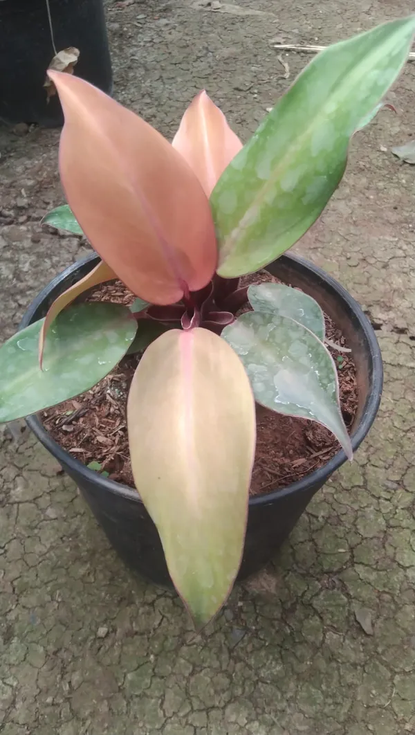 Philodendron_Variegated_Indoor_Plant_With_Pink_&_Green_Leaves