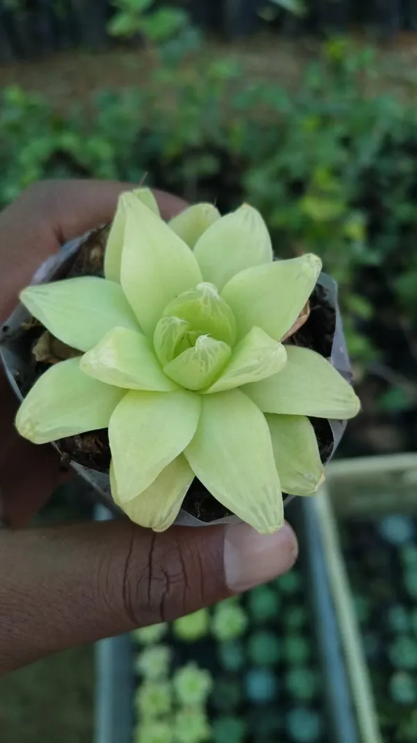 Pale_Yellow_Lotus-Shaped_Succulent_Plant_In_Pot
