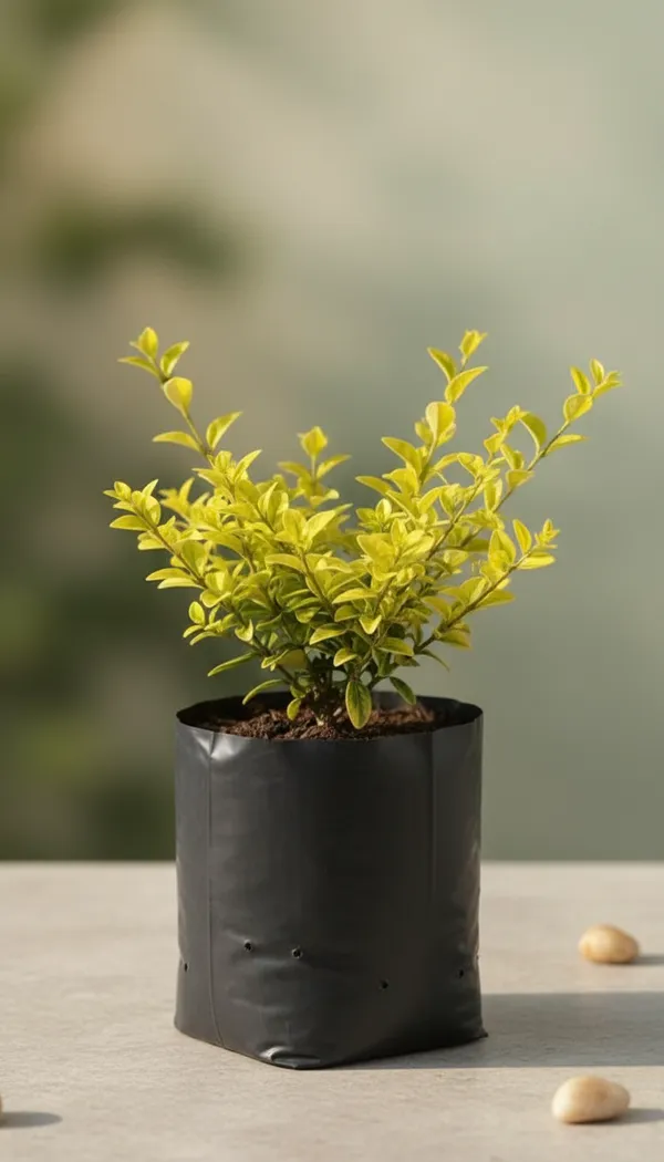 Golden_Duranta_