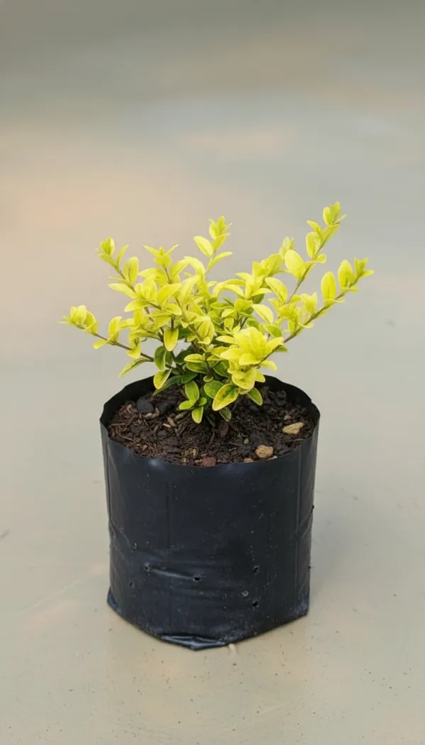 Golden_Duranta_