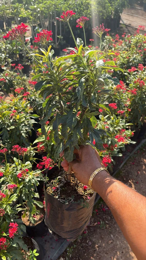 Jatropha_integerrima,_often_called_a_Red_Jatropha_or_Peregrina.
