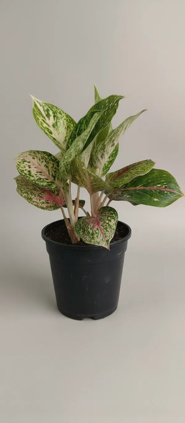 Variegated_Aglaonema_Indoor_Plant_In_Black_Pot