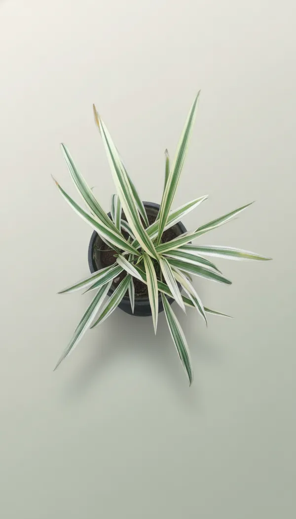 Dracaena_Marginata_Variegated_Indoor_Plant_With_Pot
