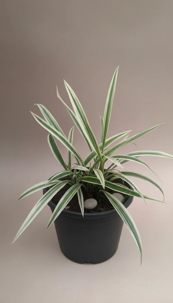Dracaena_Marginata_Variegated_Indoor_Plant_With_Pot