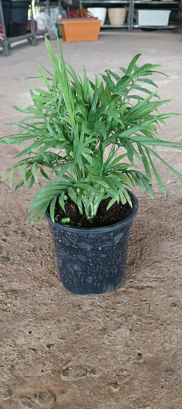 Chamaedorea_Elegans_(Parlor_Palm)_Indoor_Plant_With_Pot
