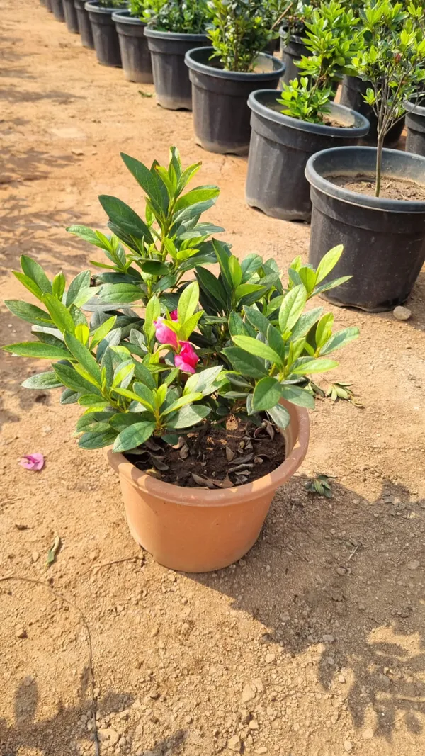 Mandevilla_Plant_In_Terracotta_Pot_-_Pink_Flowering_Outdoor_Garden_Plant