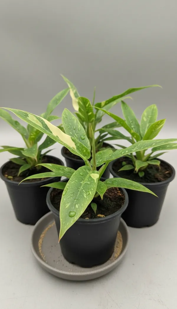 Philodendron_'Ring_of_Fire'.