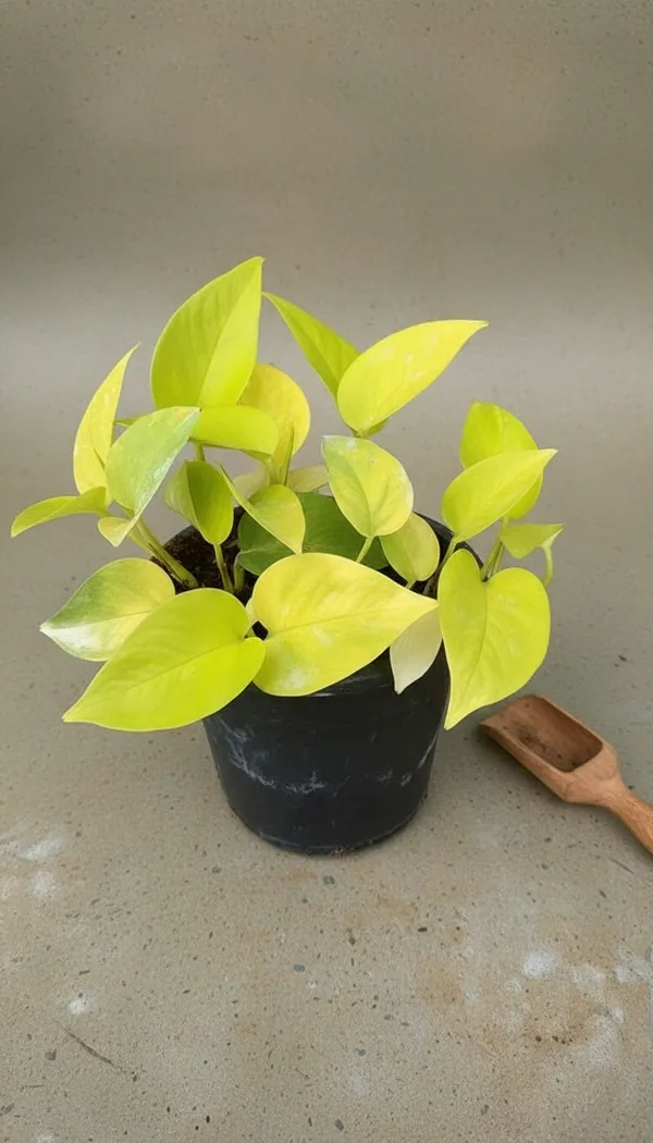 Money_Plant_(Epipremnum_Aureum)_-_Live_Indoor_Plant