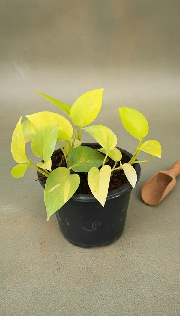 Money_Plant_(Epipremnum_Aureum)_-_Live_Indoor_Plant