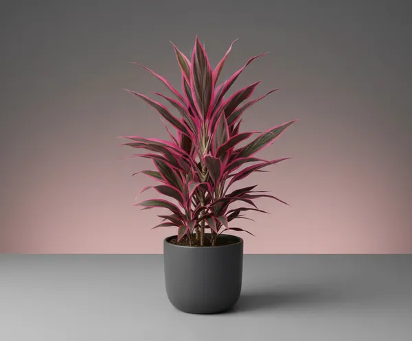 Cordyline_fruticosa,_commonly_known_as_a_Ti_plant_or_Hawaiian