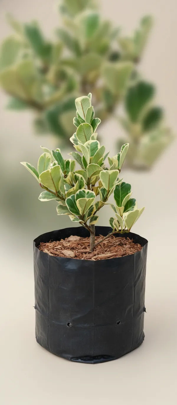 Variegated_Green_Plant_In_Black_Grow_Bag