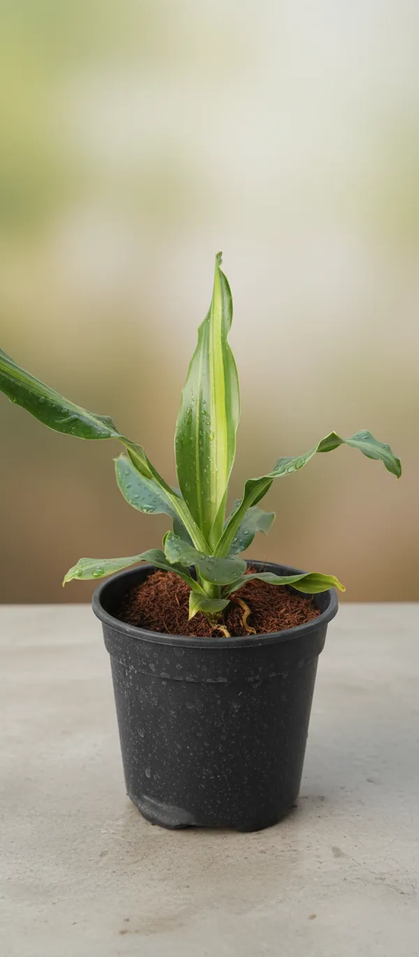 Dracaena_fragrans_'Massangeana'_(also_known_as_a_Corn_Plant)