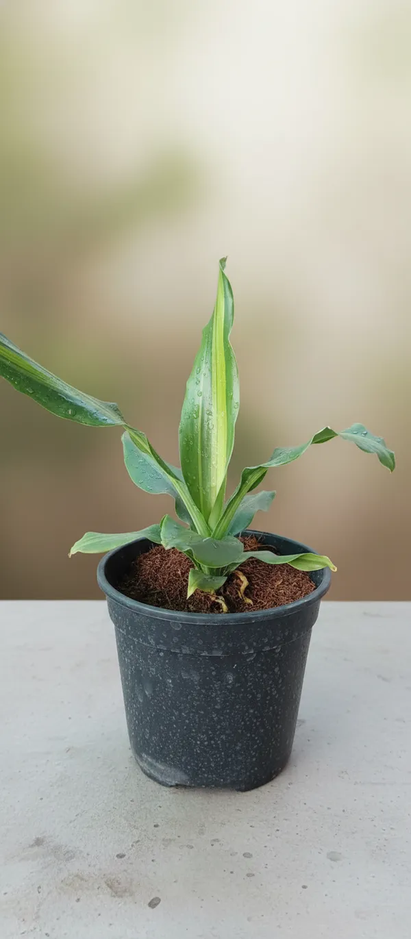 Dracaena_fragrans_'Massangeana'_(also_known_as_a_Corn_Plant)