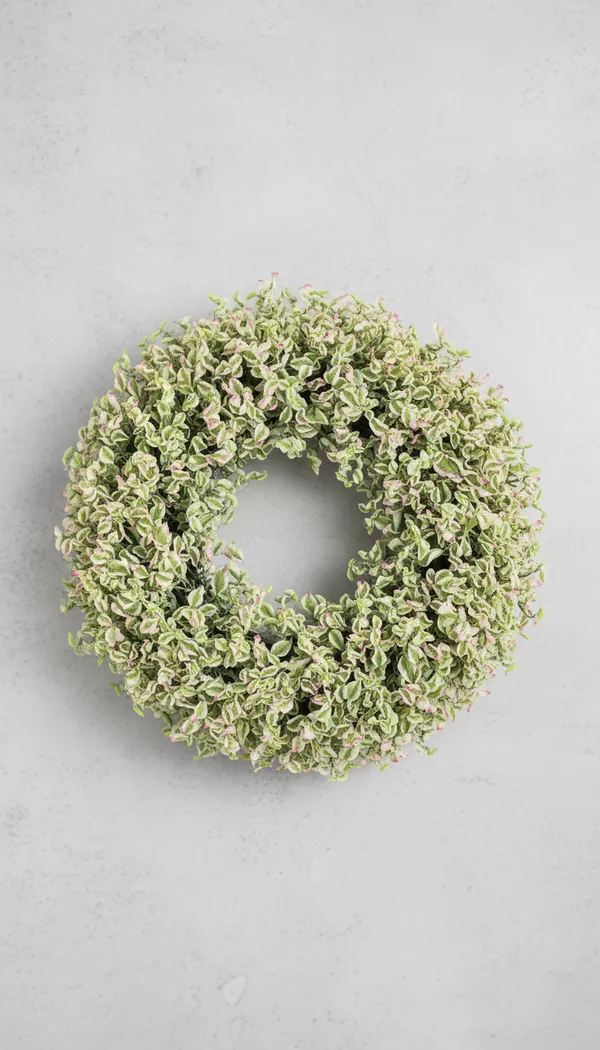 Pedilanthus_Curly_Pink