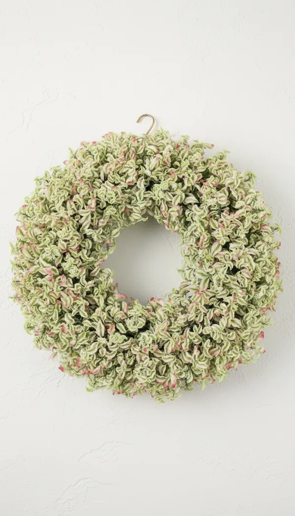 Pedilanthus_Curly_Pink
