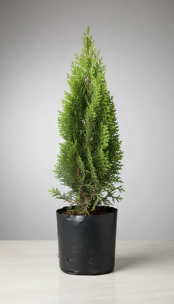 Potted_Evergreen_Conifer_Plant_-_Compact_Ornamental_Tree_For_Home_And_Garden