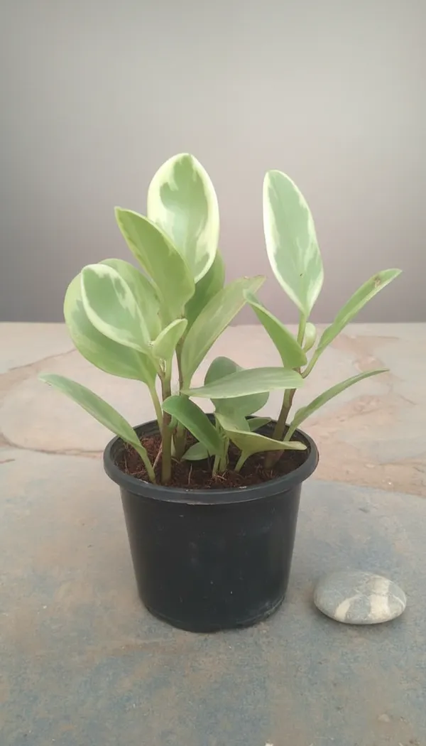 Peperomia_Variegated_Indoor_Plant_In_Pot
