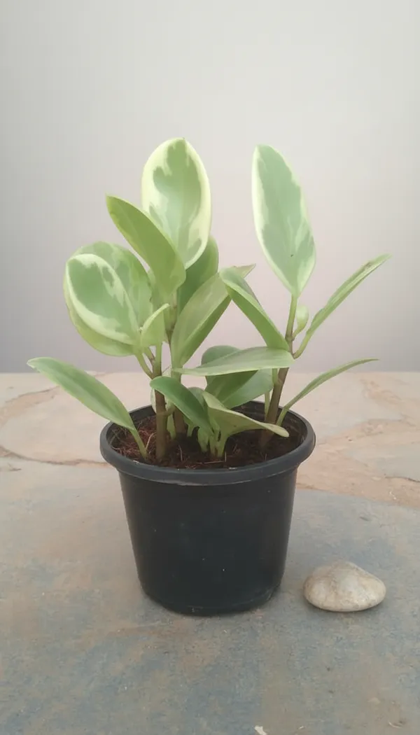 Peperomia_Variegated_Indoor_Plant_In_Pot