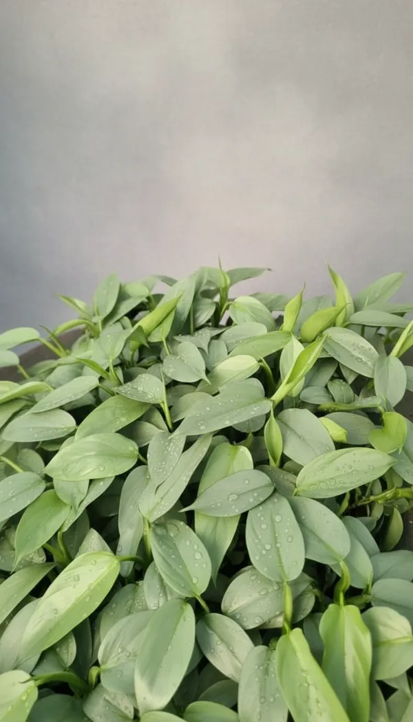 Philodendron_hastatum,_commonly_known_as_a_Silver_Sword_Philodendron.