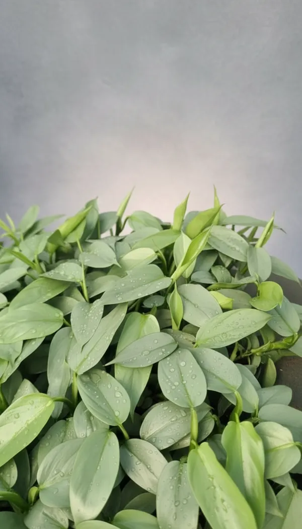 Philodendron_hastatum,_commonly_known_as_a_Silver_Sword_Philodendron.