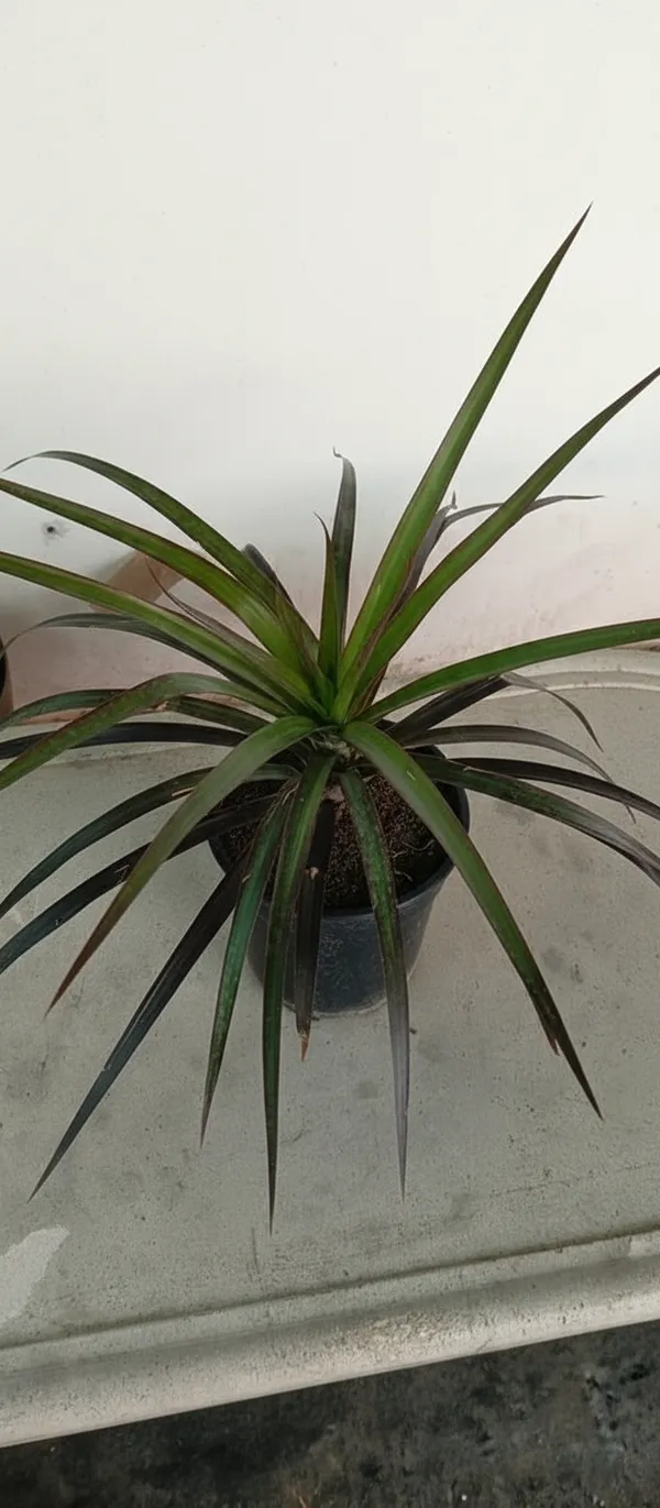 Dracaena_Marginata_(Dragon_Tree)_-_Indoor_Air-Purifying_Plant