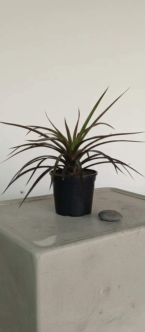 Dracaena_Marginata_(Dragon_Tree)_-_Indoor_Air-Purifying_Plant