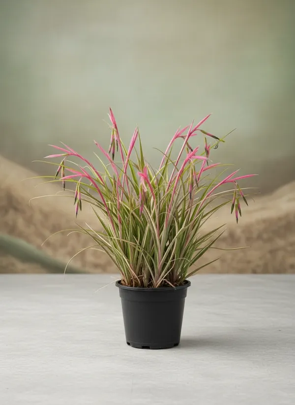 Billbergia_nutans,_commonly_known_as_Queen's_Tears_or_Friendship_Plant.