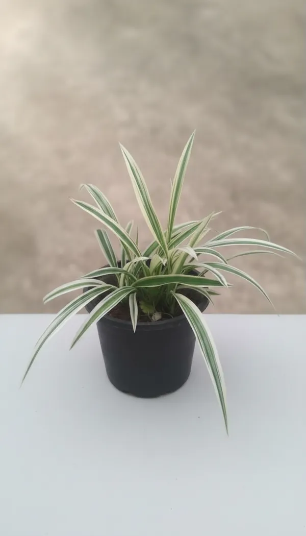 Variegated_Spider_Plant_In_Black_Pot_-_Indoor_Air_Purifying_Plant