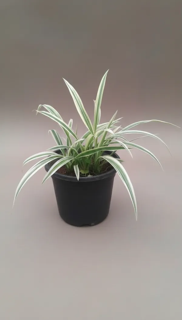 Variegated_Spider_Plant_In_Black_Pot_-_Indoor_Air_Purifying_Plant
