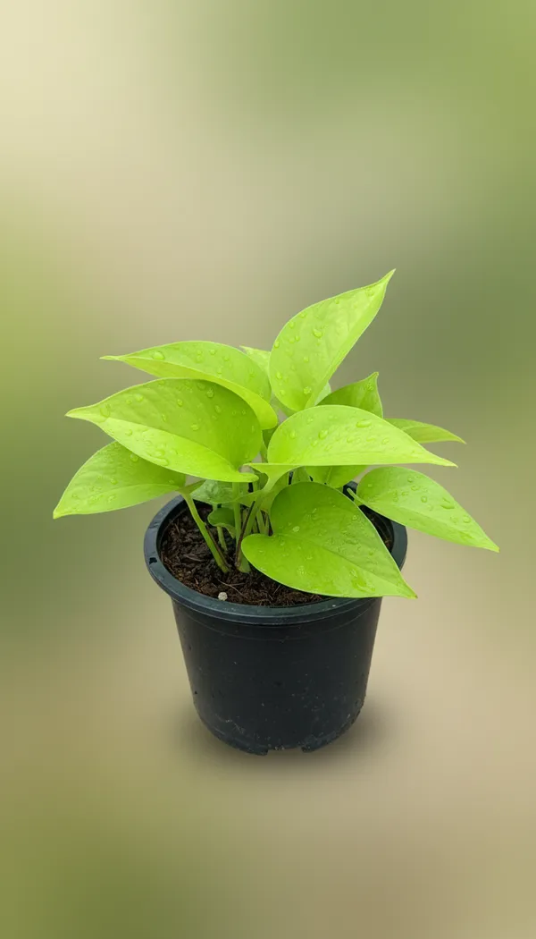 Green_Leafy_Vegetable_Seedling_Tray_-_Healthy_Saplings_For_Home_Gardening
