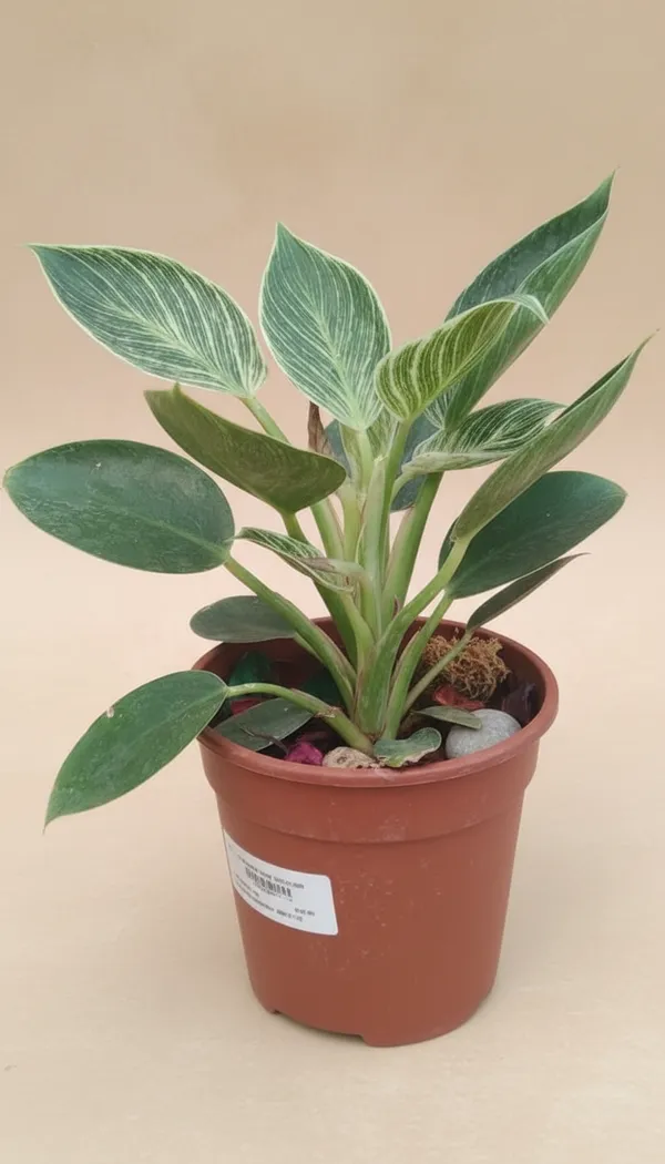 Variegated_Philodendron_Birkin_Indoor_Plant_In_Terracotta_Pot