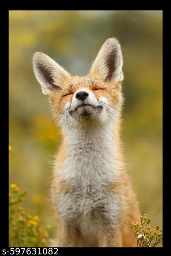 Calm_Fox__Vastu_Lucky_Animal_Wall_Frame__For_Home_&_Office
