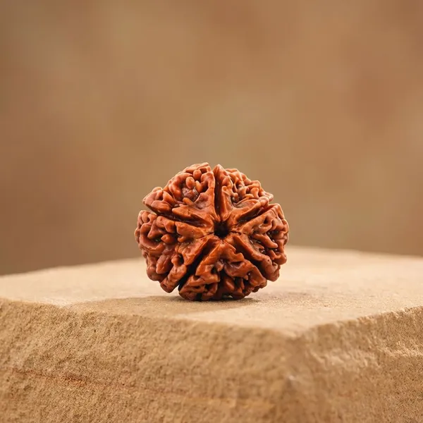 Brown_Premium_5_Mukhi_Rudraksha