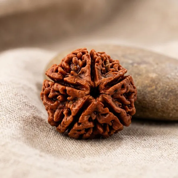 Brown_Premium_5_Mukhi_Rudraksha