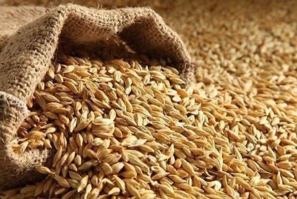 Roods_Fresh_Barley_Grain/Natural_And_Rich_Fiber_Jau_Seeds_(900_Gram)