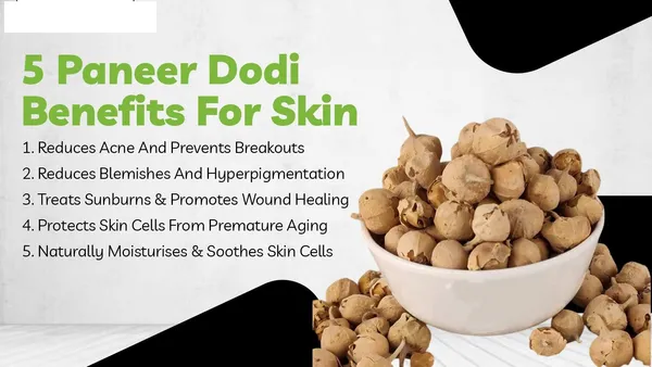 Roods_Fresh_Natural_Paneer_Dodi_For_Diabetes_-_Indian_Rennet/Paneer_Doda/Paneer_Ka_Phool/Withania_Coagulans_(200_Grams)_Pack_Of_2