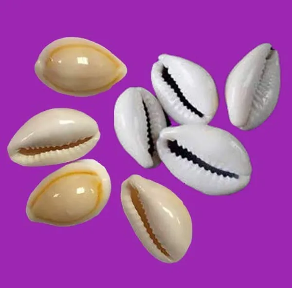 White_Natural_Cowrie_Sea_Shells__Set_Of_8_Coins