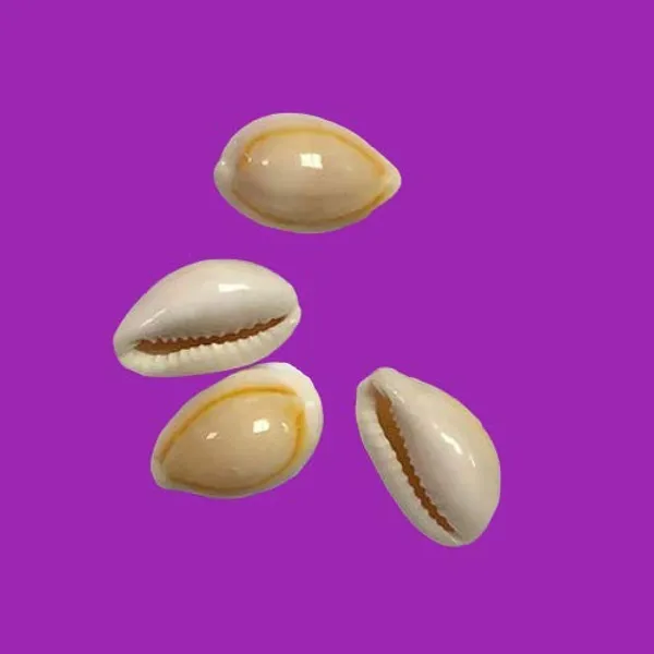 White_Natural_Cowrie_Sea_Shells__Set_Of_8_Coins