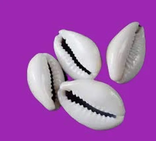White_Natural_Cowrie_Sea_Shells__Set_Of_8_Coins