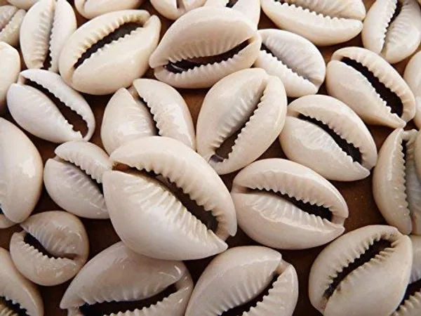 White_Natural_Cowrie_Sea_Shells__Set_Of_8_Coins