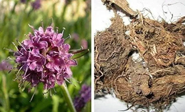 Jatamansi_Root_Powder_Natural_For_Hair_Growth_|_227_Gm_|_Pack_Of_2