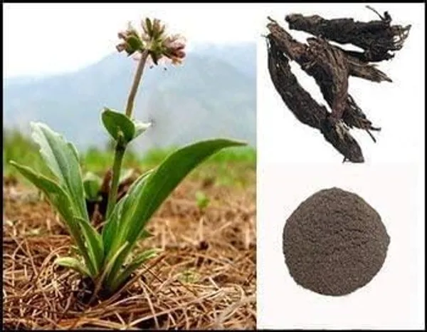 Jatamansi_Root_Powder_Natural_For_Hair_Growth_|_227_Gm_|_Pack_Of_2