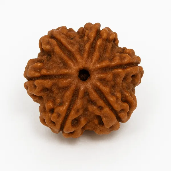 Brown_Natural_6_Mukhi_A_Bead_Rudraksha_For_Unisex