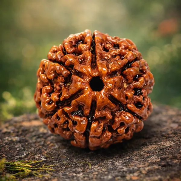 Brown_Natural_6_Mukhi_A_Bead_Rudraksha_For_Unisex
