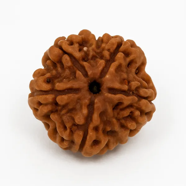 Brown_Natural_5_Mukhi_A_Bead_Rudraksha_For_Unisex