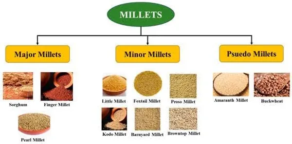 100%_Certified_Organic_Mix_Miilets_Classic_Baked_Chips_(Crackers)_50Gm_|_Healthy,_Tasty,Gluten-Free,Vegan,_Nutrient-Rich_Delight_For_Wholesome_Meals_Pack_of_3